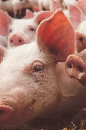 Alimento para Cerdos